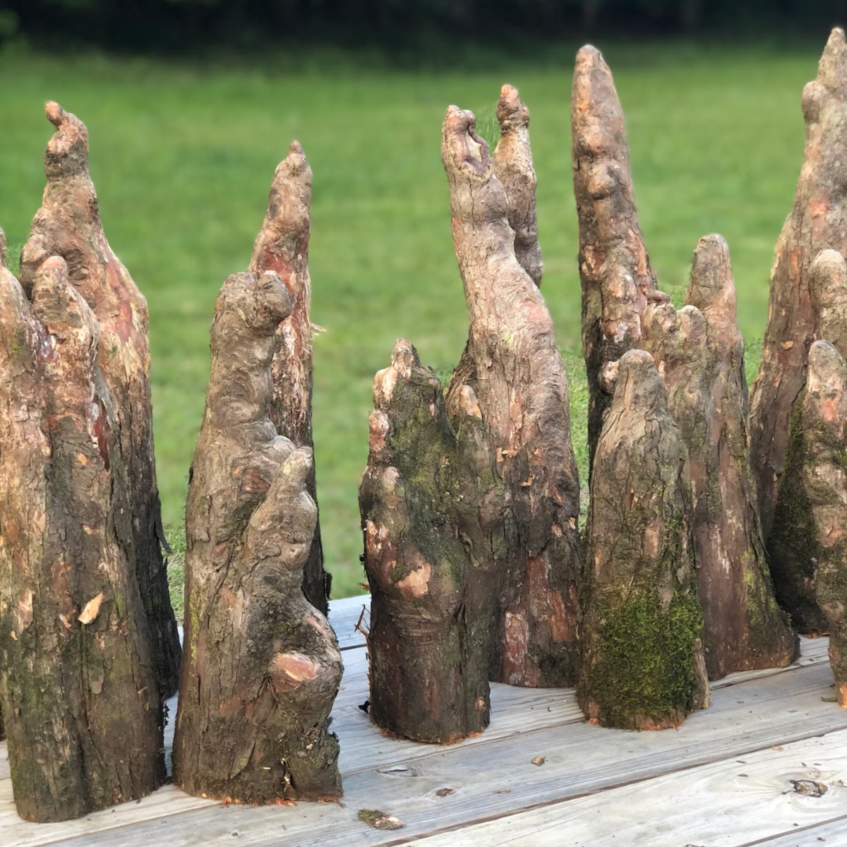 Cypress Knees