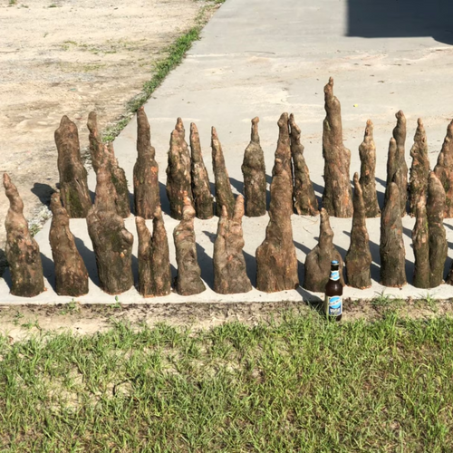 Cypress Knees