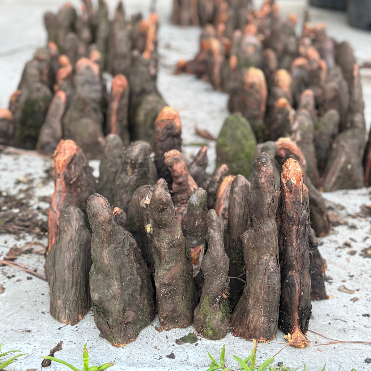 Cypress Knees