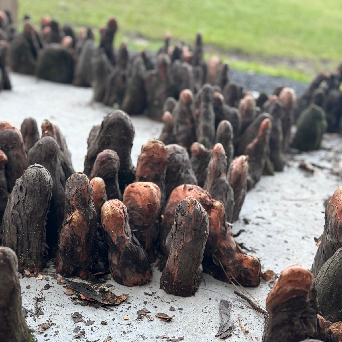Cypress Knees