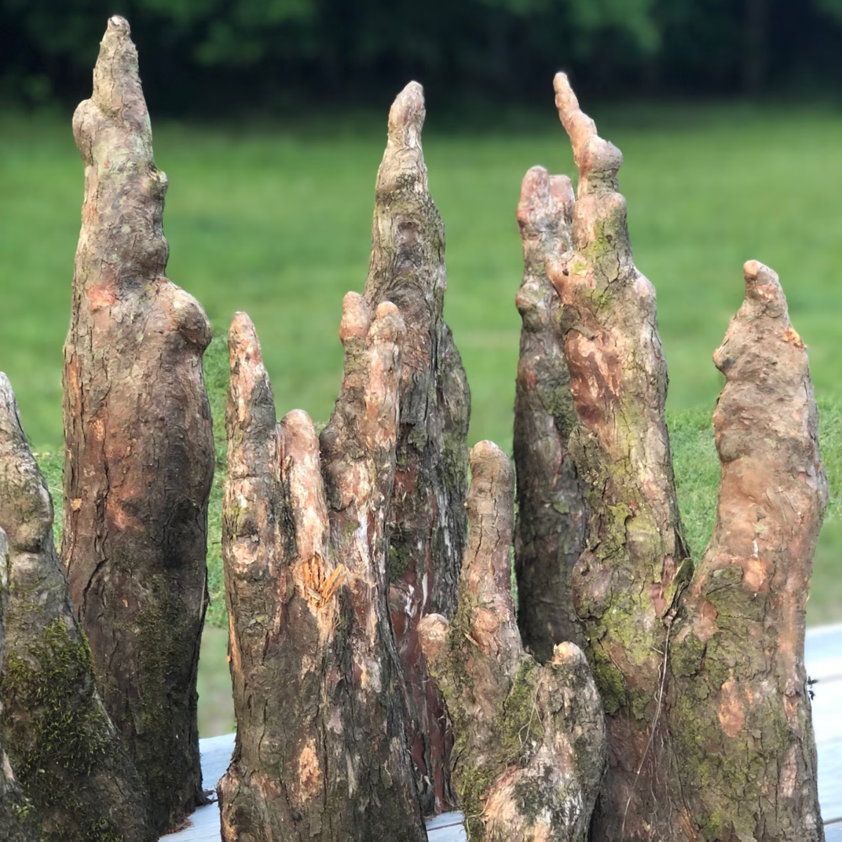 Cypress Knees