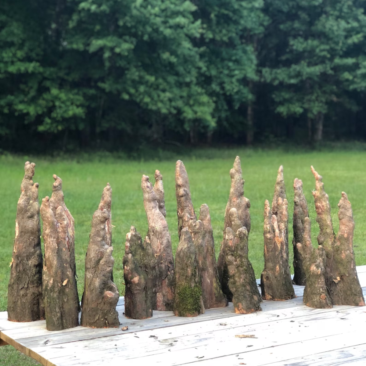 Cypress Knees